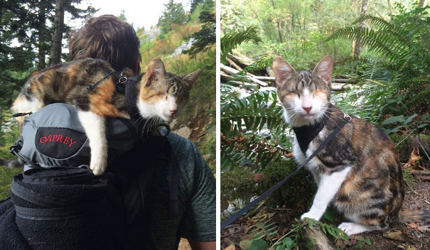 114 Of The Most Famous Cats On The Internet