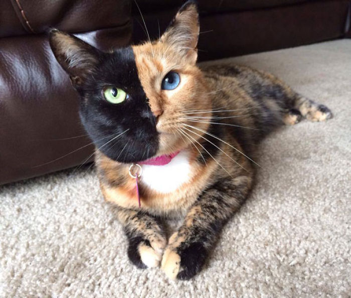 114 Of The Most Famous Cats On The Internet