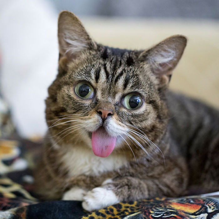 114 Of The Most Famous Cats On The Internet