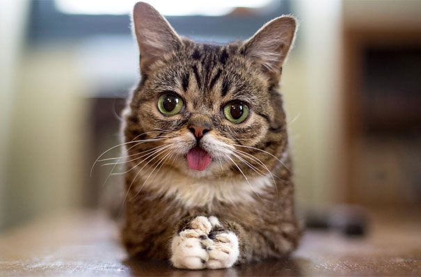 114 Of The Most Famous Cats On The Internet
