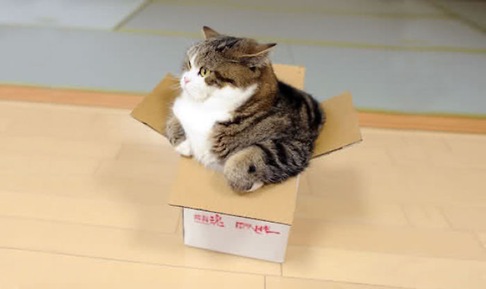 114 Of The Most Famous Cats On The Internet