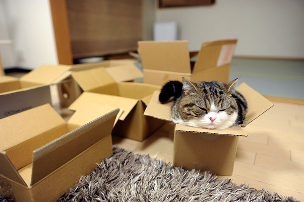 114 Of The Most Famous Cats On The Internet