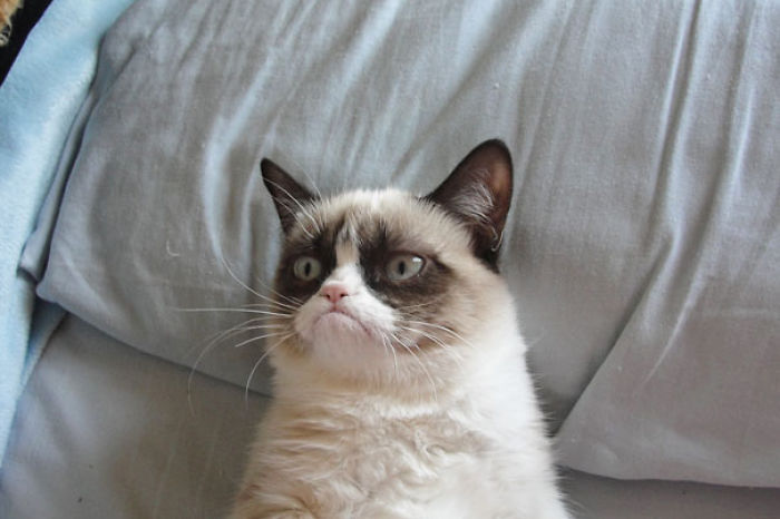 114 Of The Most Famous Cats On The Internet