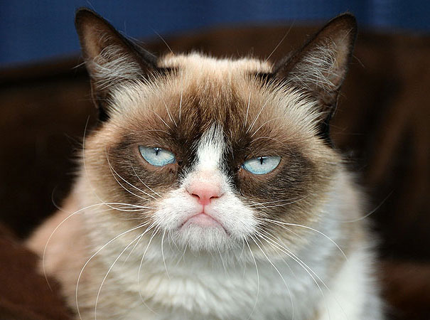 114 Of The Most Famous Cats On The Internet