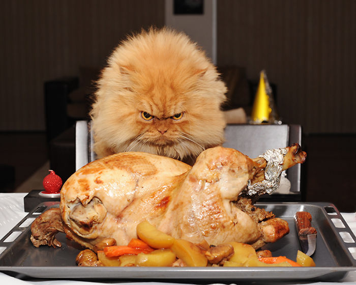114 Of The Most Famous Cats On The Internet