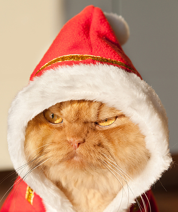 114 Of The Most Famous Cats On The Internet