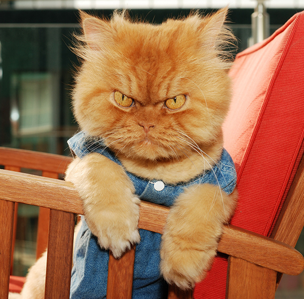 114 Of The Most Famous Cats On The Internet