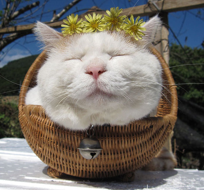 114 Of The Most Famous Cats On The Internet