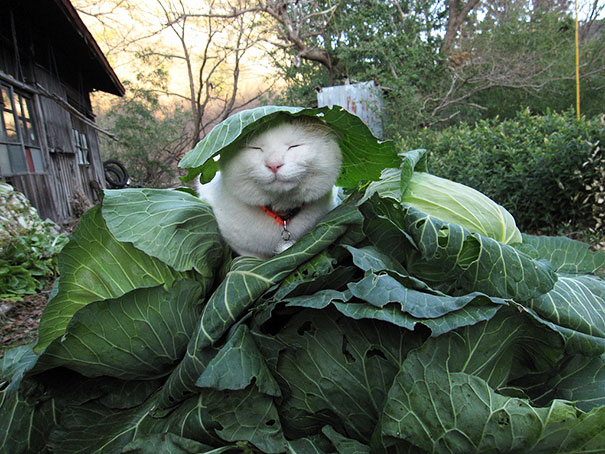 114 Of The Most Famous Cats On The Internet