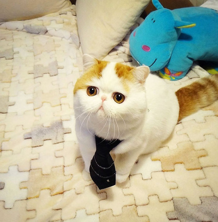 114 Of The Most Famous Cats On The Internet