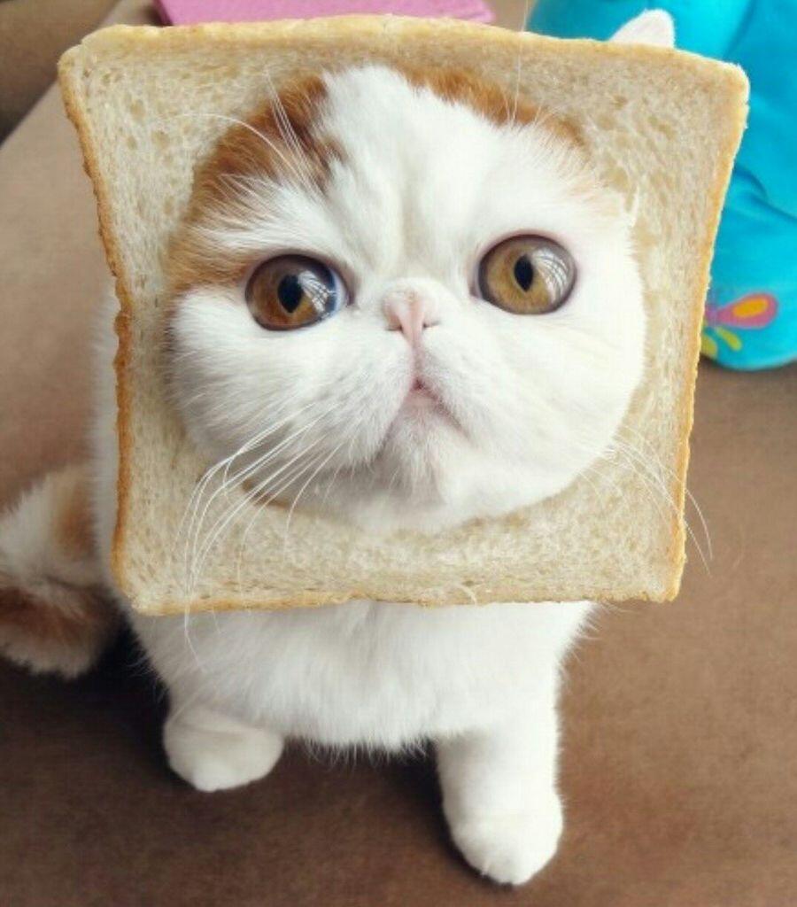 114 Of The Most Famous Cats On The Internet