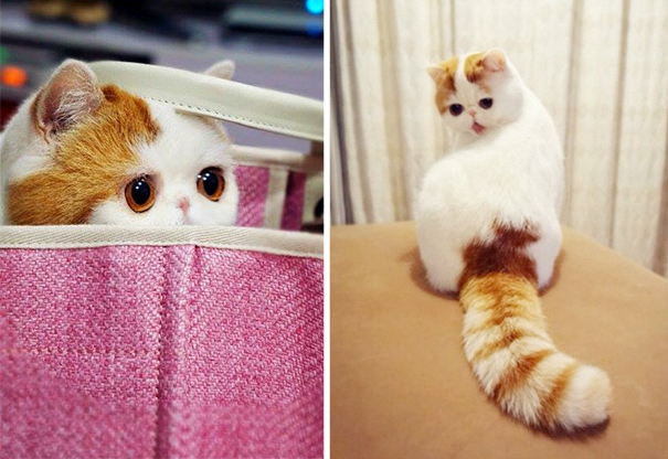 114 Of The Most Famous Cats On The Internet