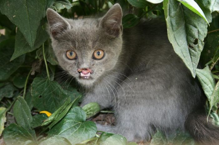 114 Of The Most Famous Cats On The Internet