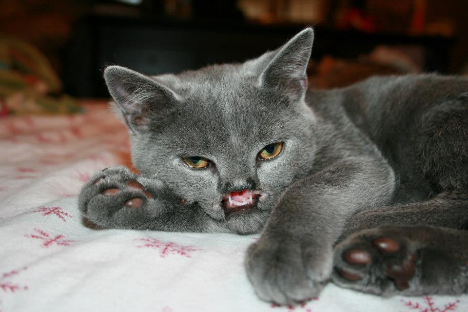 114 Of The Most Famous Cats On The Internet