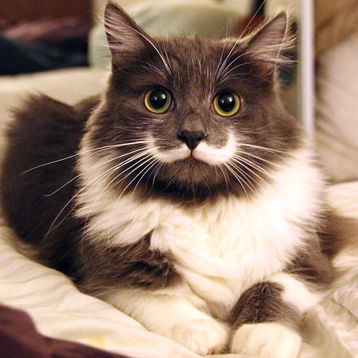 114 Of The Most Famous Cats On The Internet
