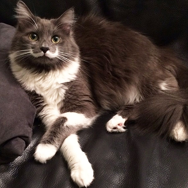 114 Of The Most Famous Cats On The Internet