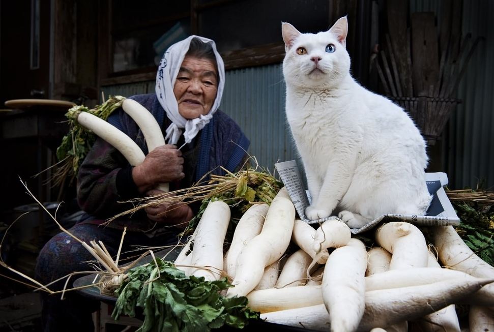 114 Of The Most Famous Cats On The Internet