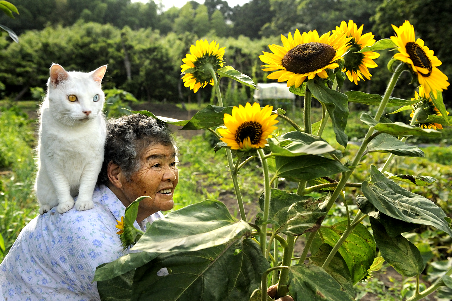 114 Of The Most Famous Cats On The Internet
