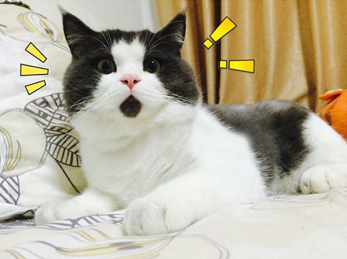 114 Of The Most Famous Cats On The Internet