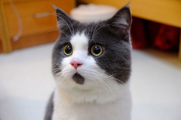 114 Of The Most Famous Cats On The Internet