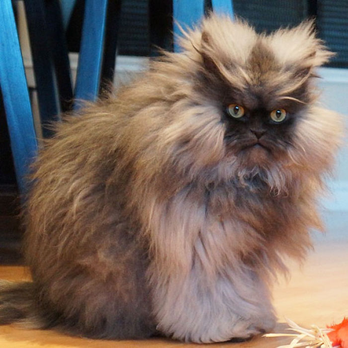114 Of The Most Famous Cats On The Internet