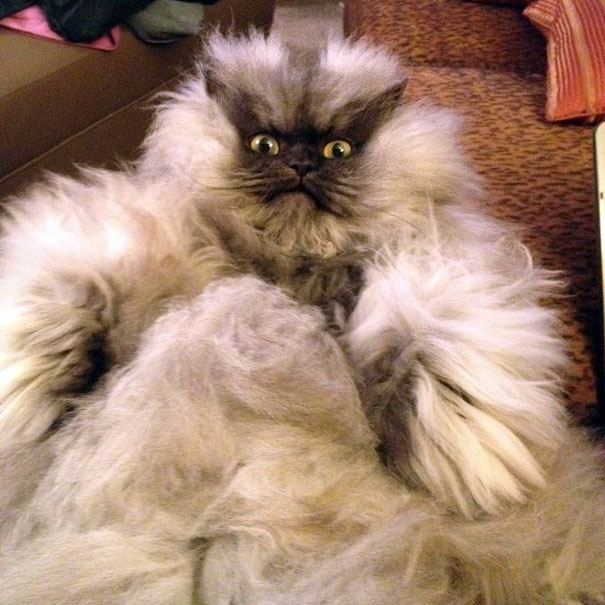114 Of The Most Famous Cats On The Internet