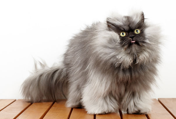 114 Of The Most Famous Cats On The Internet