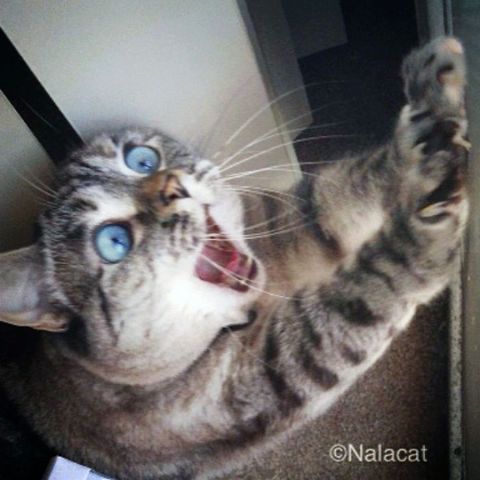 114 Of The Most Famous Cats On The Internet