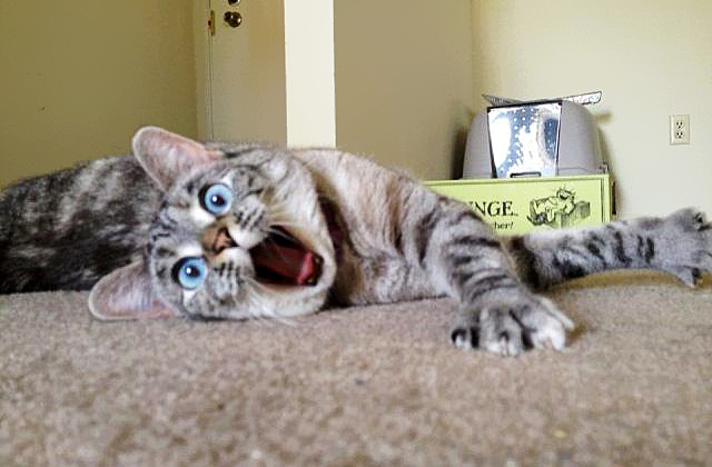 114 Of The Most Famous Cats On The Internet