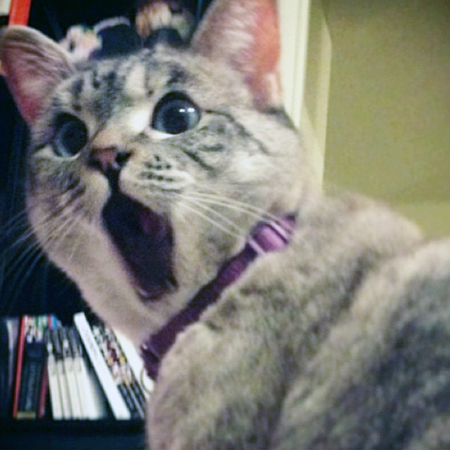 114 Of The Most Famous Cats On The Internet