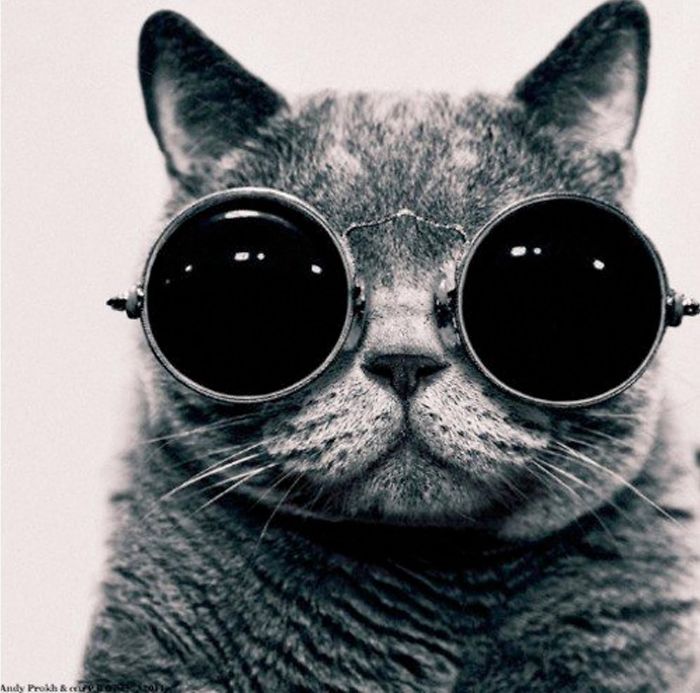 114 Of The Most Famous Cats On The Internet