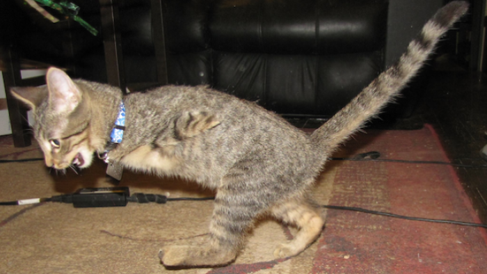 114 Of The Most Famous Cats On The Internet