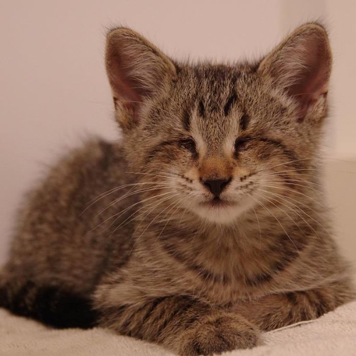 114 Of The Most Famous Cats On The Internet