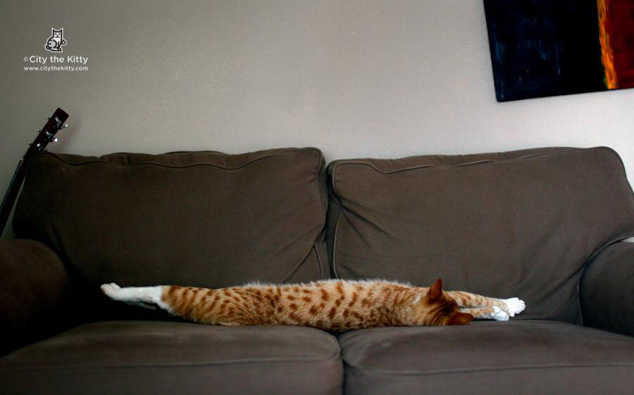 114 Of The Most Famous Cats On The Internet