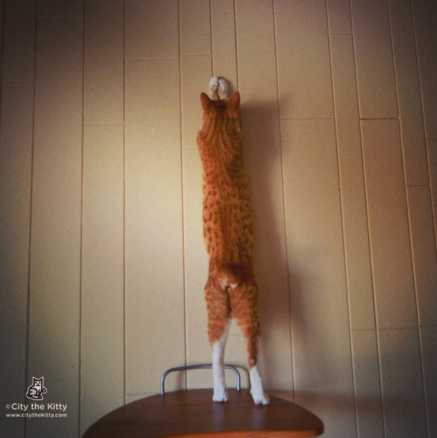 114 Of The Most Famous Cats On The Internet