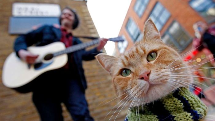 114 Of The Most Famous Cats On The Internet