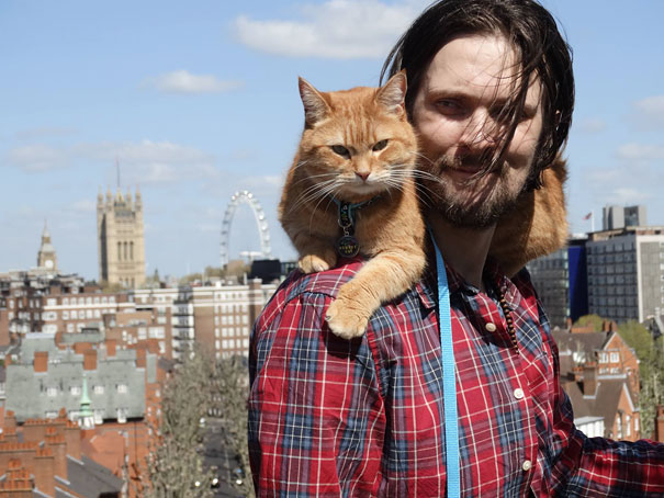 114 Of The Most Famous Cats On The Internet