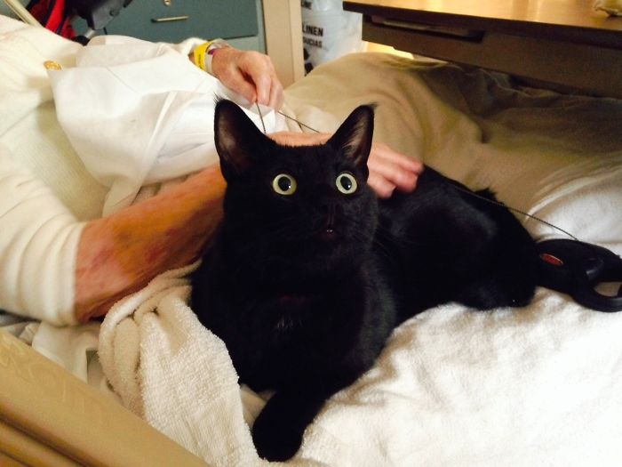114 Of The Most Famous Cats On The Internet