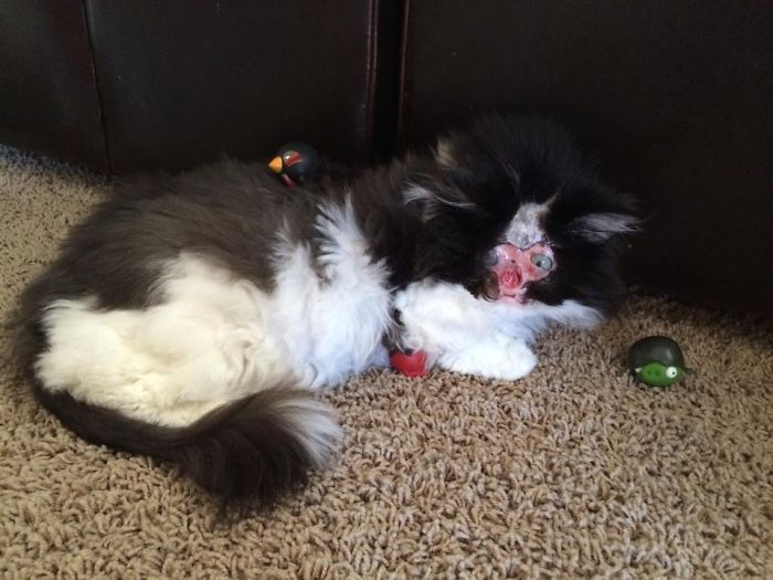114 Of The Most Famous Cats On The Internet