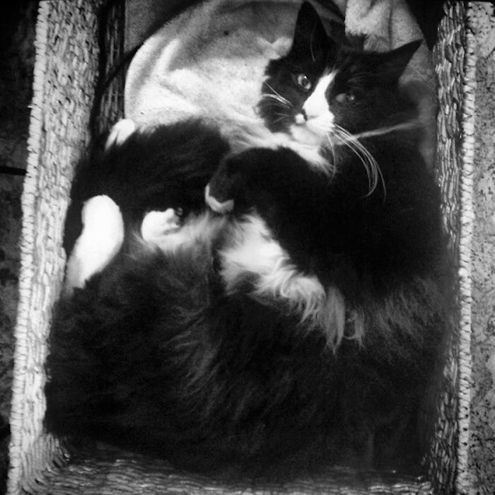 114 Of The Most Famous Cats On The Internet