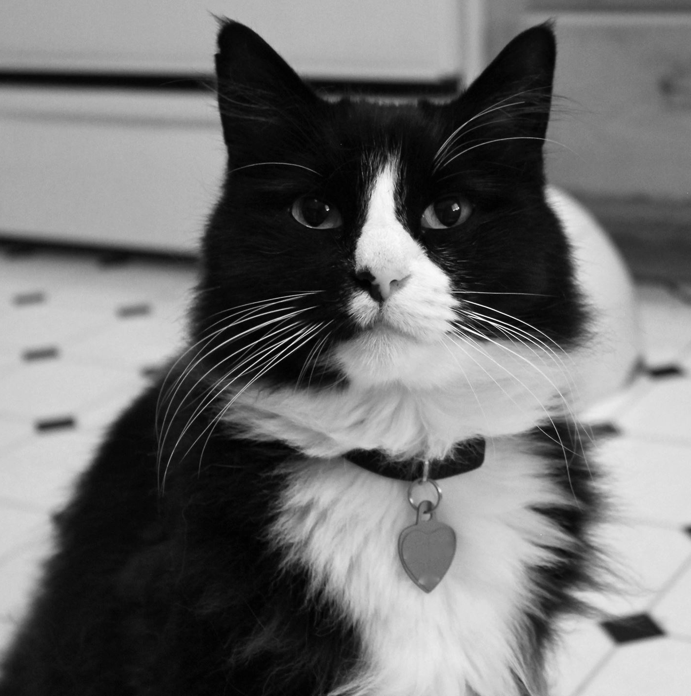 114 Of The Most Famous Cats On The Internet