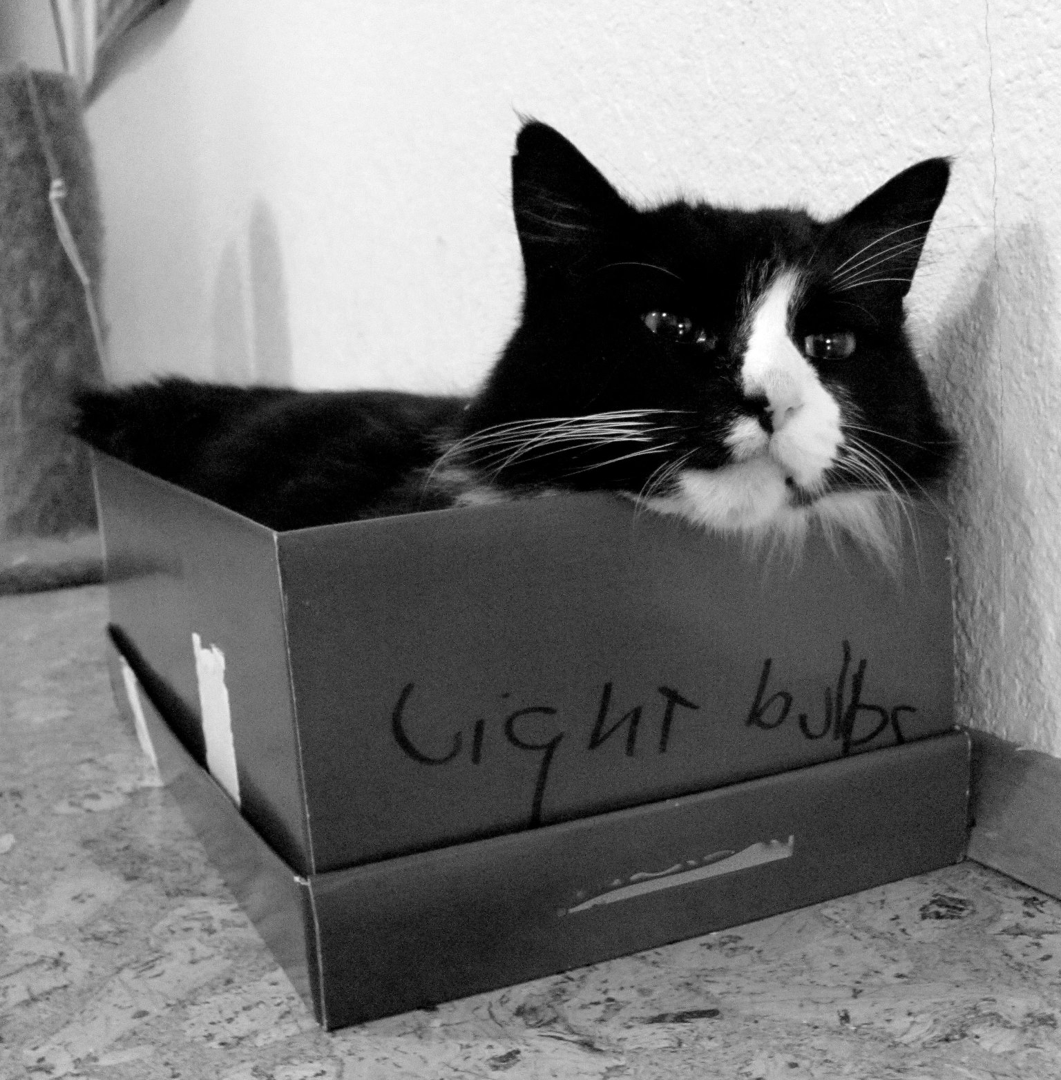 114 Of The Most Famous Cats On The Internet