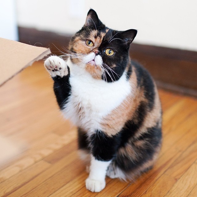 114 Of The Most Famous Cats On The Internet