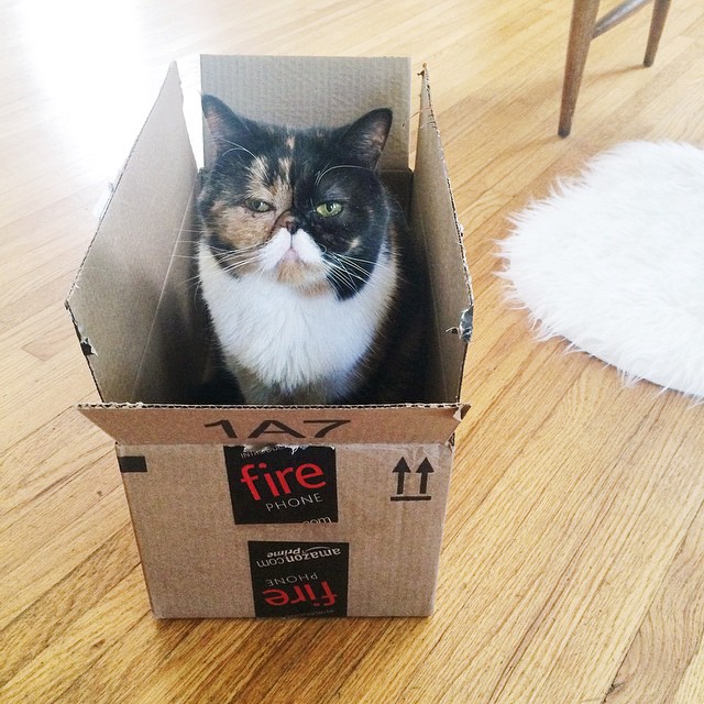 114 Of The Most Famous Cats On The Internet