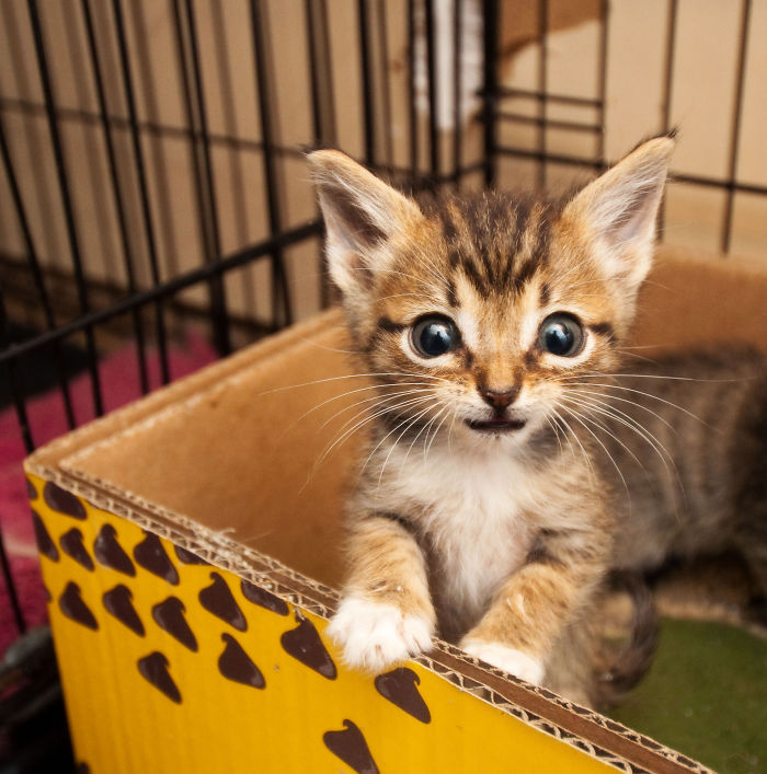 114 Of The Most Famous Cats On The Internet