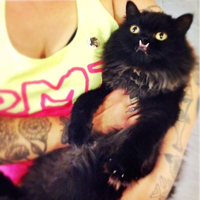 114 Of The Most Famous Cats On The Internet