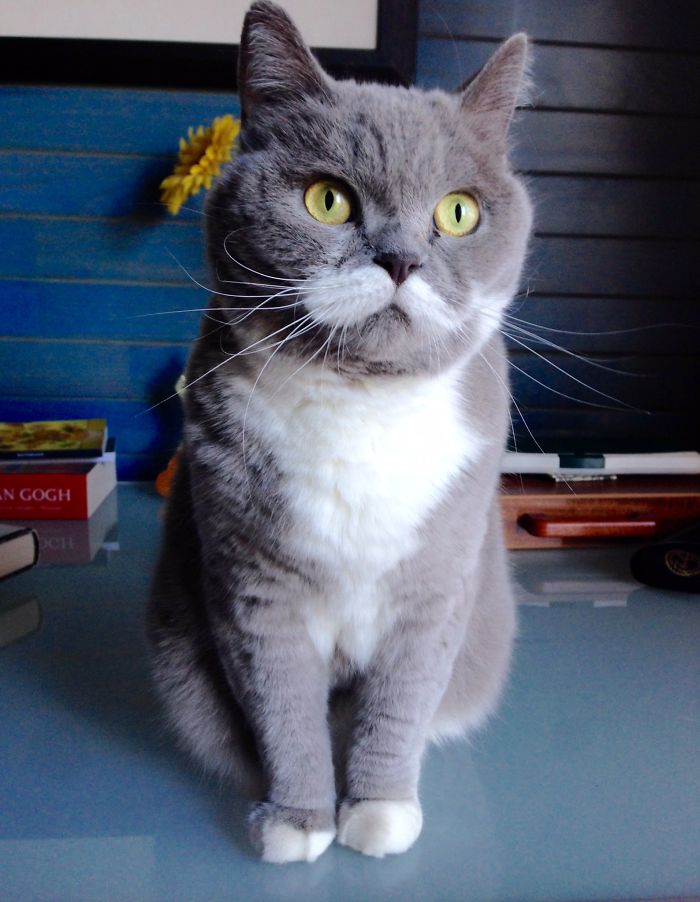 114 Of The Most Famous Cats On The Internet