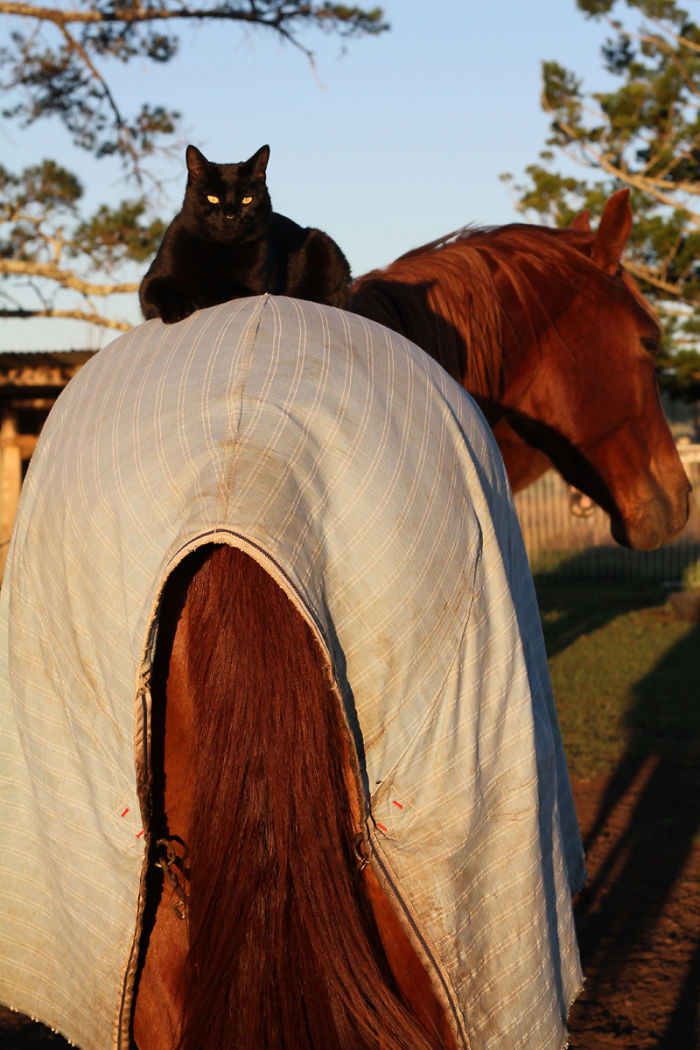 114 Of The Most Famous Cats On The Internet