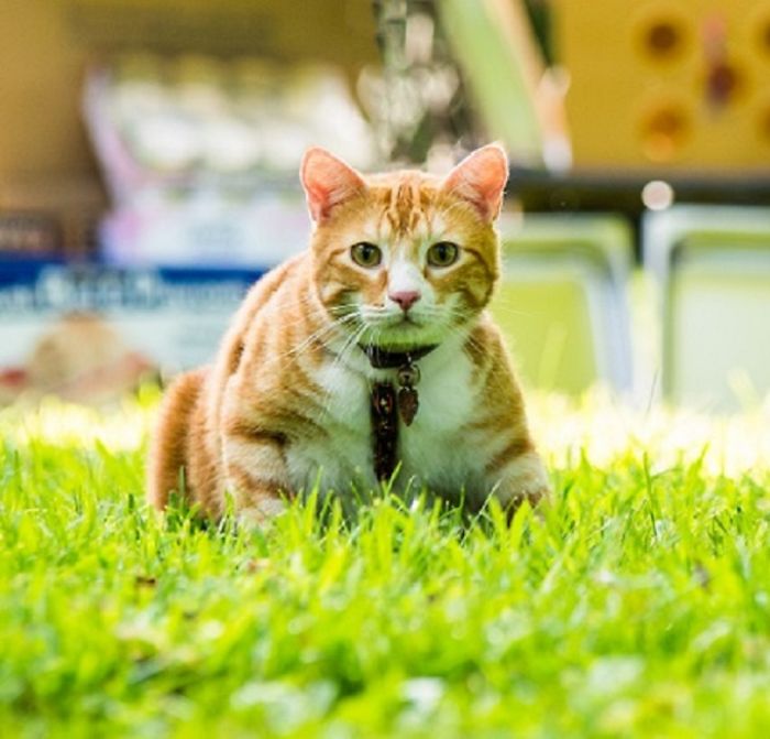 114 Of The Most Famous Cats On The Internet