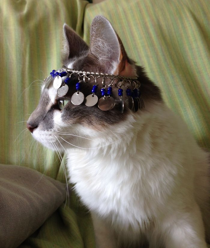 114 Of The Most Famous Cats On The Internet